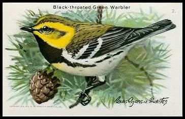 2 Black-throated Green Warbler